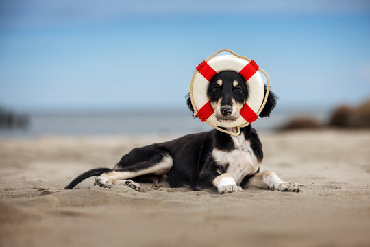 funny saluki puppy with a lifebuoy on his head