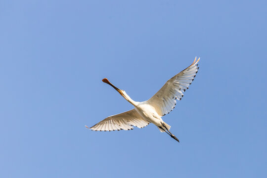 Eurasian spoonbill bird flying mid-air at Pantano Vicario in Ciudad Real, Spain. Platalea leucorodia soaring with outspread wings against clear blue sky copy space