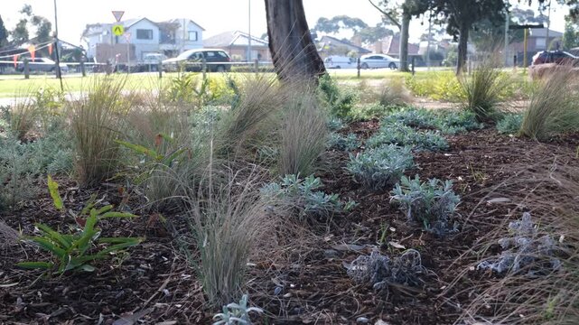 Native landscaping featuring ornamental tussock grasses, low-growing shrubs, and fresh wood mulch in a suburban parkland garden. Houses, local street and car traffic in the background.
