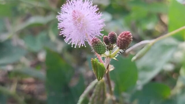 Mimosa pudica (Sensitive Plant) flower blooming in the garden. Although often considered a weed, Mimosa pudica has various traditional and pharmacological health benefits