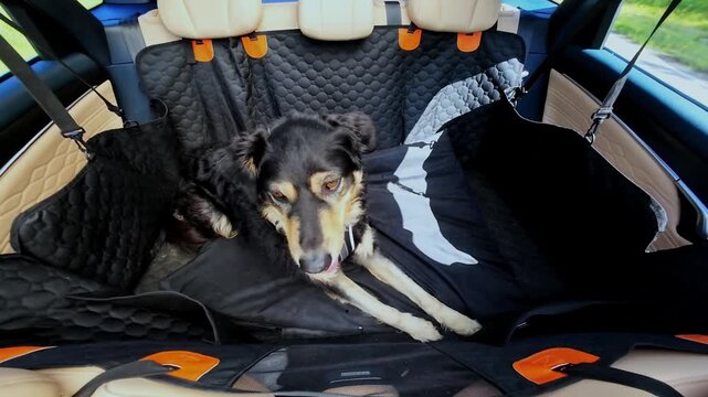 Dog resting on waterproof car seat cover in backseat with quilted texture and orange highlights