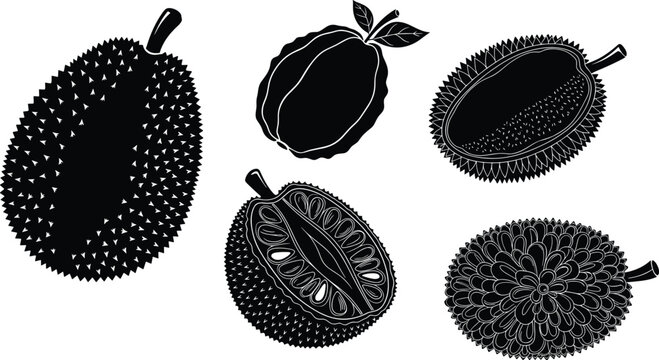 Durian and jackfruit vector illustration set, tropical fruit collection in black and white, exotic Asian fruit silhouette artwork