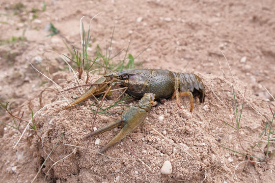 River crayfish in nature. Catching European Live crayfish. Single Astacus in its natural habitat closeup. Detailed view of crustacean on sandy bank. Mottled carapace, textured shell, claws, antennae