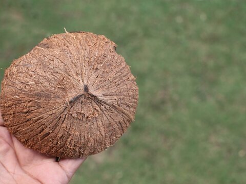 Hand holding a coconut shell with a blurred natural background