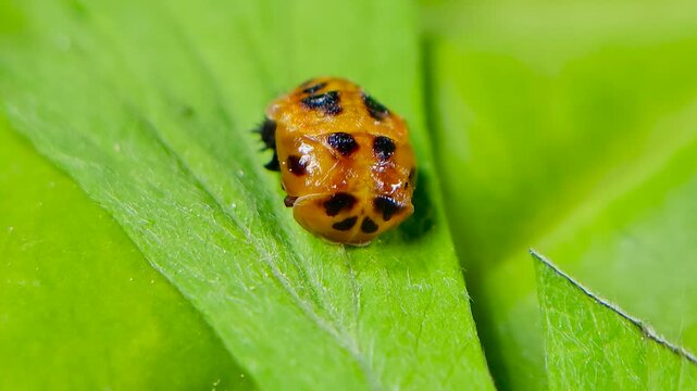 곤충, 무당벌레,우화,번데기,Insect, Ladybug, Eclosion, Pupa