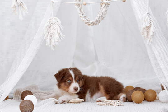 Blue-eyed red Australian Shepherd puppy (Aussie dog) lying inside a white boho teepee surrounded by decorative balls. Soft light cozy pet portrait, ideal for greeting cards and commercial banners.