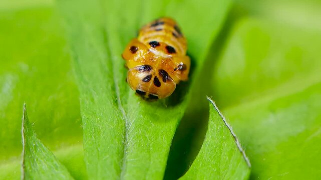 곤충, 무당벌레,우화,번데기,Insect, Ladybug, Eclosion, Pupa