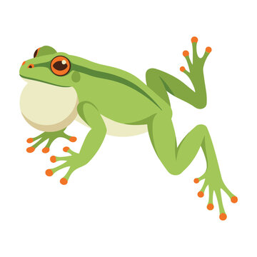 Green frog with orange eyes and toes jumping on white background