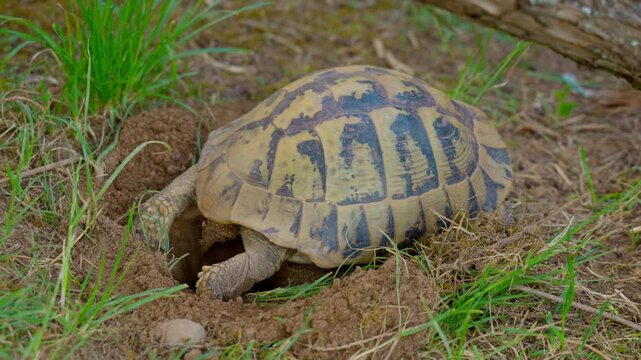 Hermann's tortoise laying eggs in nesting hole