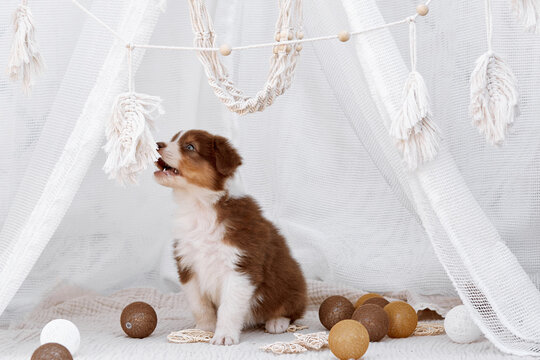 A red Australian Shepherd puppy (Aussie dog) sits in a white boho teepee, playfully biting a hanging macrame tassel. Cozy, tender nursery-style pet portrait, great for commercial ads and banners.