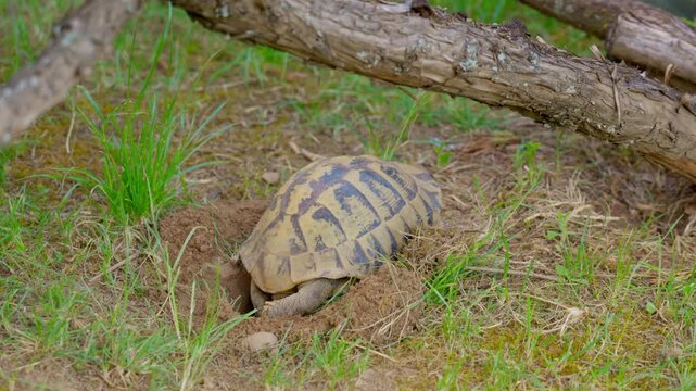 Female turtle digging nest and laying eggs