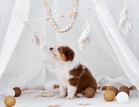 A red Australian Shepherd puppy (Aussie dog) sits in a white boho teepee, playfully biting a hanging macrame tassel. Cozy, tender nursery-style pet portrait, great for commercial ads and banners.
