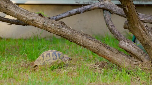 Hermann's tortoise digging nest to lay eggs