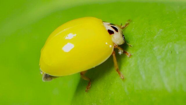 곤충, 무당벌레,우화,번데기,Insect, Ladybug, Eclosion, Pupa