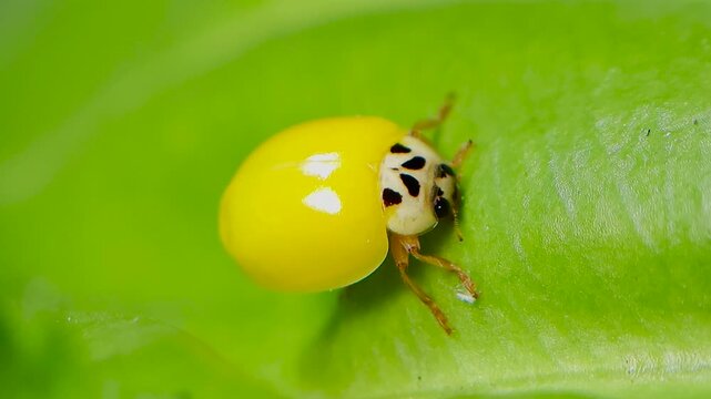 곤충, 무당벌레,우화,번데기,Insect, Ladybug, Eclosion, Pupa