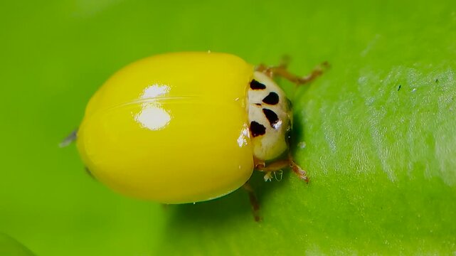 곤충, 무당벌레,우화,번데기,Insect, Ladybug, Eclosion, Pupa