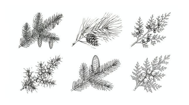 Vintage pine branch sketches, hand drawn evergreen conifer needles and cones, 6 botanical vector illustrations for winter holiday designs