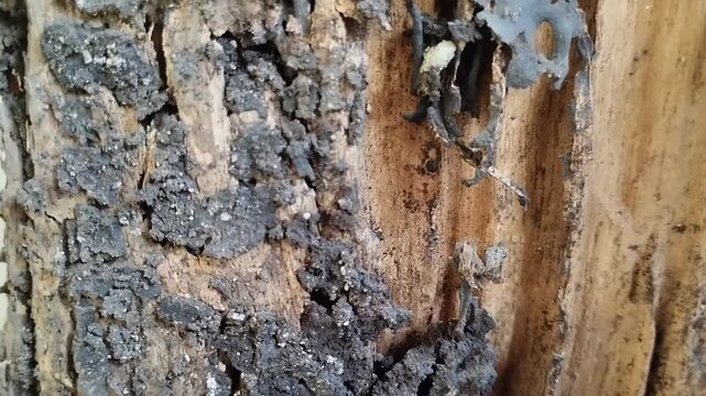 damaged and decayed wood caused by termite infestation