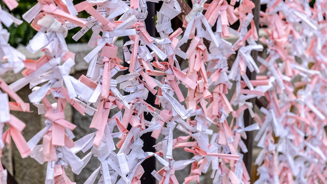 Omikuji fortune slips hanging at shinto shrine