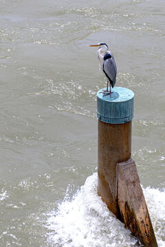 Grey heron standing on a concrete post in river