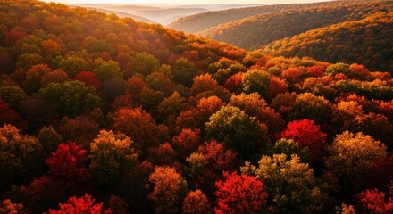 Vibrant autumn forest landscape with hills. © Banyu