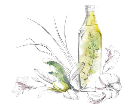 Traditional olive oil bottle, leaves, ripe olive fruits, herbs, garlic seasoning in soft watercolor washes, hand drawn pencil contour. Mediterranean lifestyle, gourmet advertising, recipe publications