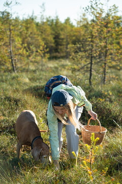 Woman hiker botanist harvesting for natural vegan foraged foods in autumn forest together with dog, active female picker collecting wild berries, plants and edible mushrooms at swampy woodlands.