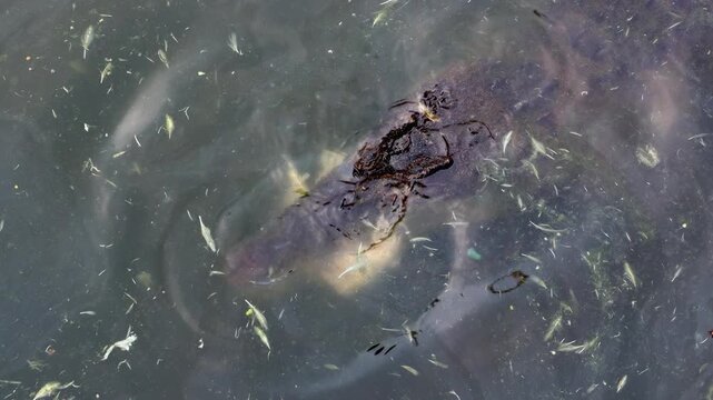Crocodile with meat in its jaws in the water