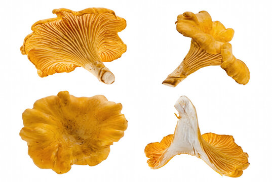 Edible Golden Chanterelle Mushrooms Displaying Various Anatomical Perspectives