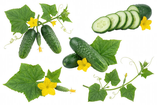 Fresh Cucumbers with Leaves and Flowers