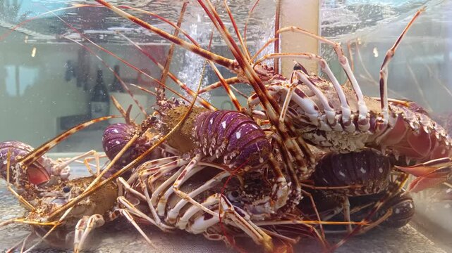Langoustes vivantes dans bassin d'&eacute;levage