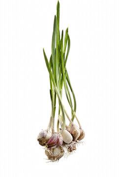 Freshly Harvested Sprouting Garlic Bulbs with Long Green Leaves