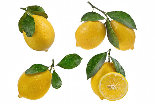 Collection of Fresh Yellow Lemons with Green Leaves and Water Drops