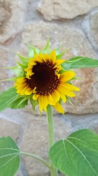 Tournesol jaune en d&eacute;but floraison