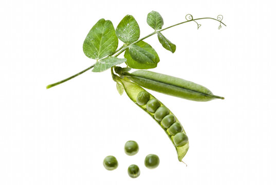 Fresh Green Pea Pods with Leaves and Tendrils