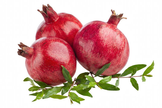 Three Ripe Red Pomegranates with Green Leaves