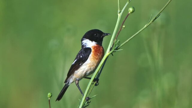 Close up of a male stonechat bird perching delicately on a thin green plant stem in a meadow with a soft blurred natural bokeh background
