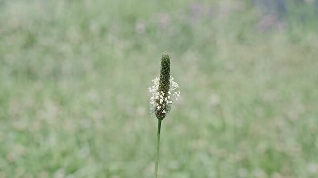 Macro of flowering ribleaf plant. Field ribleaf flower. Natural flower plant. Flora nature. Bright blooming flower in nature. Narrowleaf plantain. Wildflower ribleaf flower. Flowering nature closeup