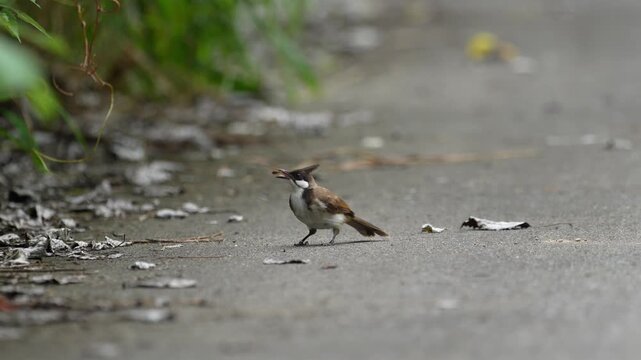 Ground level shot of a wild crested bulbul bird foraging on an asphalt path next to dry leaves with a blurred green natural background