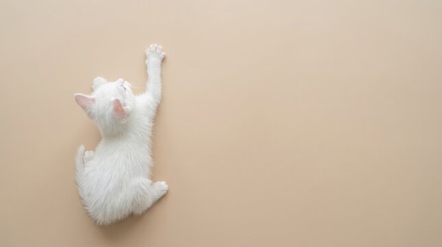 Celebrating international cat day adorable white kitten reaching upwards on neutral background