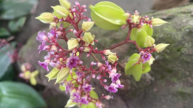Close-up of delicate purple flowers and green seed pods of of carambola (star fruit tree) blooming on a garden vine, showcasing vibrant natural detail.