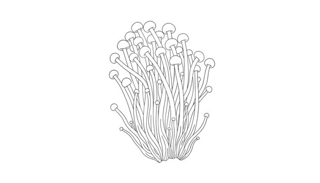 Detailed line art drawing of a bunch of fresh enoki mushrooms in a bundle representing healthy cooking ingredients isolated on a white background.
