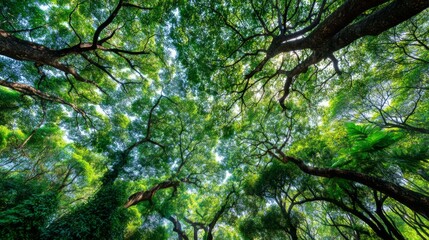 Fototapeta premium Lush Green Canopy Viewed From Below, Sunlight Filtering Through Dense Leaves in a Serene Forest Setting Ideal for Nature Lovers and Environmental Projects