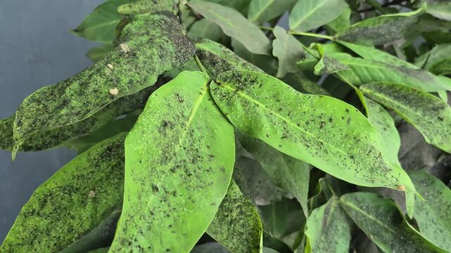 Close-up of green leaves affected by black sooty mold caused by insect honeydew, illustrating plant disease, pest infestation, and agricultural crop health issues.