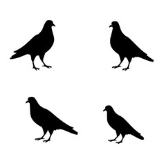 Fototapeta premium Four black pigeons in different poses, each occupying a quarter of the image, set against a white background. The pigeons are depicted in a minimalist, vector illustration style with clean lines an...