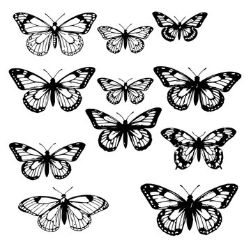 Collection of ten detailed black and white illustrations of various butterflies and moths, showcasing different species with intricate wing patterns and body structures. The composition features tw...