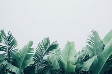 Palm fronds and Banana leaves green leaf background. © Rawpixel.com