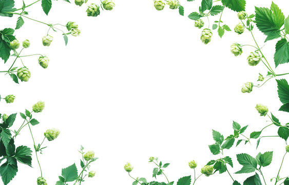 A decorative frame made of fresh green hop vines and cones on a transparent background, beer-related branding and natural compositions png. ai generated isolated on a transparent background