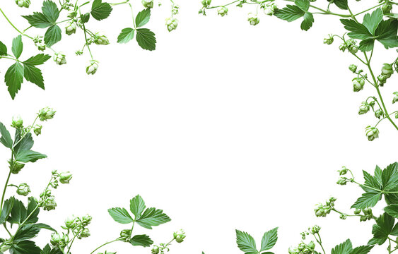 A frame of fresh green hop cones and leaves on a transparent background, botanical border for beer brewing or organic beverage product png. ai generated isolated on a transparent background