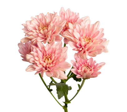 Colorful Flower Ornament for Wedding Invitation Card Transparent Image Stock Beautiful Pink Chrysanthemum